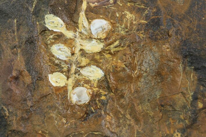 Paleocene Fossil Fruit (Palaeocarpinus) - North Dakota #96940
